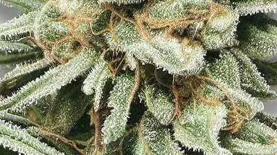 A Deluxe Sugar Cane Cannabis bud from Ganjacy.com