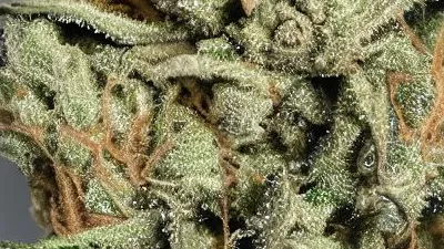 A Dirty Taxi Cannabis bud from Ganjacy.com