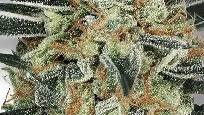 A Divine Storm Cannabis bud from Ganjacy.com