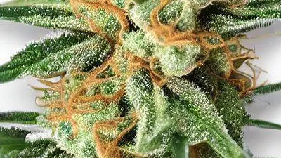 Picture of a Dreamsicle Cannabis bud from Ganjacy.com