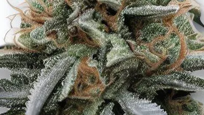 A Forbidden Widow Cannabis bud from Ganjacy.com