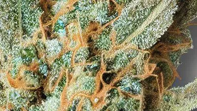 A Fritter Glitter Cannabis bud from Ganjacy.com