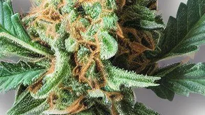 A Fruit Spirit Cannabis bud from Ganjacy.com
