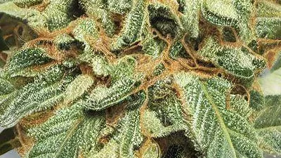 Full Gas cannabis bud from Smokers cannabis resort Pattaya on Ganjacy.com