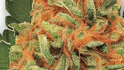 Gas cake cannabis bud from Smokers cannabis resort Pattaya on Ganjacy.com