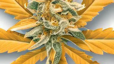 Golden Poppy cannabis bud from Smokers cannabis resort Pattaya on Ganjacy.com