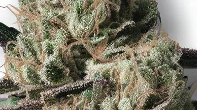 A Grape Slurry Cannabis bud from Ganjacy.com