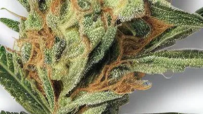 A Jack Herer Cannabis bud from Ganjacy.com