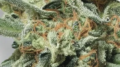 A Khalifa Kush Cannabis bud from Ganjacy.com