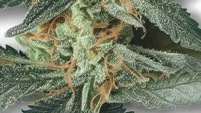A Lady Kush Cannabis bud from Ganjacy.com