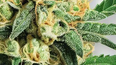 Picture of a Lemon Drip Cannabis bud from Ganjacy.com