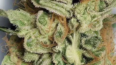 An MS-13 Cannabis bud from Ganjacy.com