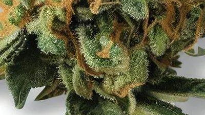 A Mac n Cheese Cannabis bud from Ganjacy.com