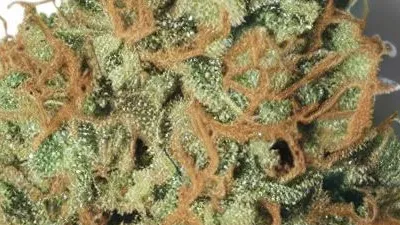 A Mac n Cookie Cannabis bud from Ganjacy.com