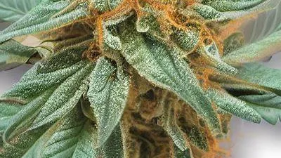 Mango Haze cannabis bud at Ganjacy.com