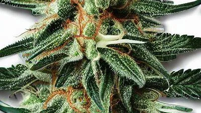 Picture of an Orange 43 Cannabis bud from Ganjacy.com