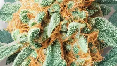 Peach Gasoline cannabis bud at Ganjacy.com