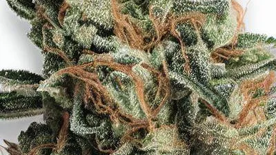 A Peanut Butter Jelly Cannabis bud from Ganjacy.com