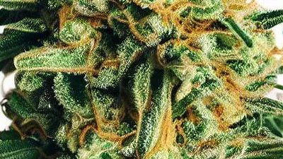 Picture of a Pineapple Cake Cannabis bud from Ganjacy.com