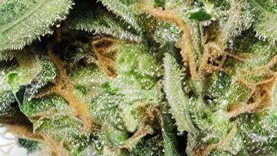 A Sherbet Punch Cannabis bud from Ganjacy.com