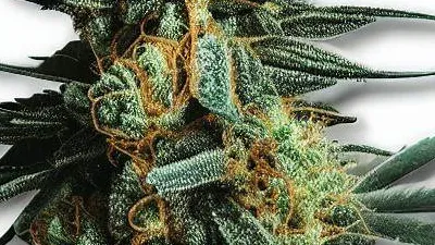 Picture of a Sluricane Cannabis bud from Ganjacy.com