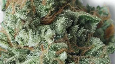 A Slurricane IX Cannabis bud from Ganjacy.com