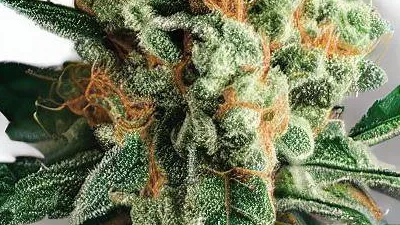Picture of a Strawberry Glue Cannabis bud from Ganjacy.com