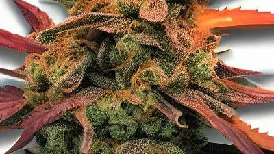 Sunset Runtz cannabis bud at Ganjacy.com