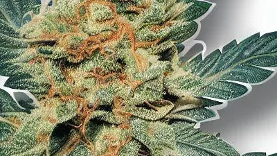 Tart cannabis bud at Ganjacy.com