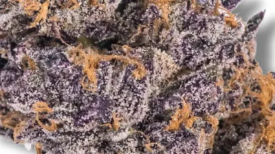 Picture of a Tropicana Cherry Cannabis bud from Ganjacy.com