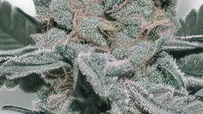 Example of Velvet Moon cannabis available for order on Ganjacy.com