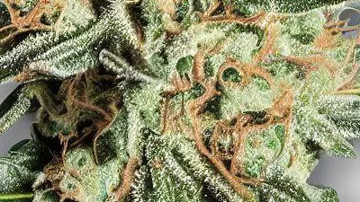 A Yummy Cannabis bud from Ganjacy.com