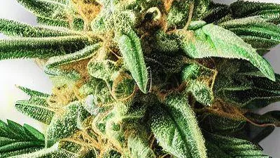 Green Crack at Ganjacy.com