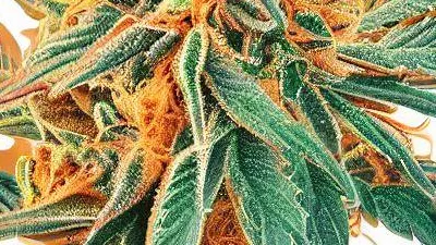 A Mandarine Sunset Cannabis bud from Ganjacy.com