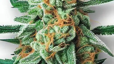 Picture of a Tropicana Gas Cannabis bud from Ganjacy.com