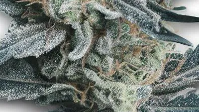 An Auto Blue Amnesia Cannabis bud from Ganjacy.com