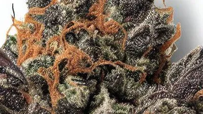 A Black Cherry Punch Cannabis bud from Ganjacy.com