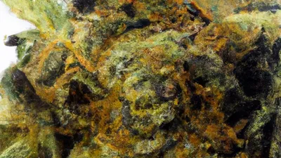 A Black Truffle Monkey Cannabis bud from Ganjacy.com