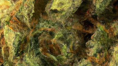 A Blackout Bobby Cannabis bud from Ganjacy.com