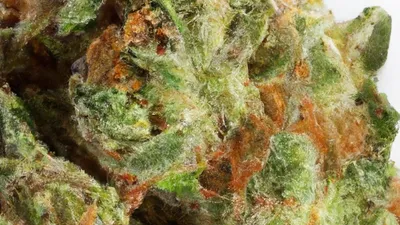 A Cherry Princess Cannabis bud from Ganjacy.com