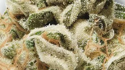 Example of Cookies and Cream cannabis available for order on Ganjacy.com