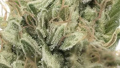 Order Diesel cannabis at Ganjacy.com