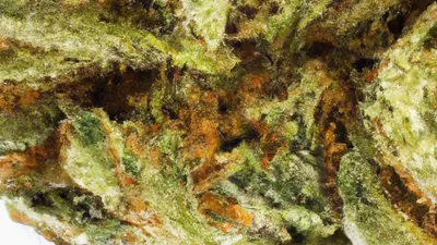 A Dragon's Breath Cannabis bud from Ganjacy.com