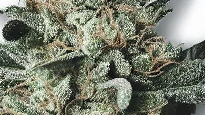 An Eleven Roses Cannabis bud from Ganjacy.com