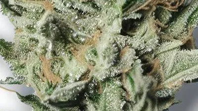 Order Ice cream cannabis at Ganjacy.com