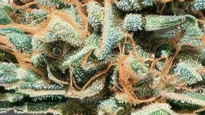 Example of King Juice cannabis available for order on Ganjacy.com