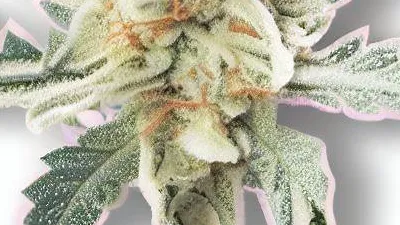 Example of King Tart cannabis available on Ganjacy.com