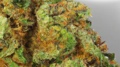 A Lemon Orange Cannabis bud from Ganjacy.com