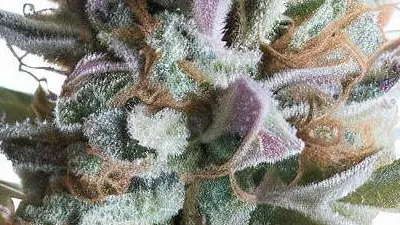 Order Lilac Diesel cannabis at Ganjacy.com