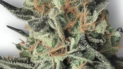 A Markle Sparkle Cannabis bud from Ganjacy.com